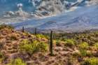 Typical scene in the Sonoran Desert of southern Arizona. Art Print